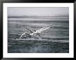 Trumpeter Swans Fly Low Over A River by Michael S. Quinton Limited Edition Print