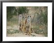 Three Meerkats by Nicole Duplaix Limited Edition Pricing Art Print