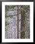 Snow Veils Conifer Trees Near Spooner Lake by Phil Schermeister Limited Edition Pricing Art Print