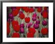 Bright Red And Purple Tulip Blossoms On Long Green Stems Grace The Hotel Gardens by Stephen St. John Limited Edition Pricing Art Print