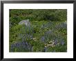 Wild Flower Meadow, Teton Crest Trail Wyoming by Raymond Gehman Limited Edition Print