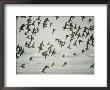 A Flock Of Birds In Flight by Jodi Cobb Limited Edition Pricing Art Print