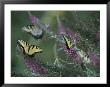 A Group Of Yellow Swallowtail Butterflies On Flowers by Taylor S. Kennedy Limited Edition Print