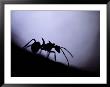 Close-Up Of A Silhouetted Ant by Mattias Klum Limited Edition Pricing Art Print