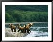 A Mother Brown Bear And Her Cubs At The Waters Edge by Klaus Nigge Limited Edition Print