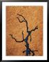 Tree Branch Silhouetted Against Rock In Uluru National Park by Jason Edwards Limited Edition Print