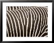 Closeup Of Two Grevys Zebras' Coats by Tim Laman Limited Edition Print