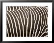 Closeup Of Two Grevys Zebras' Coats by Tim Laman Limited Edition Print