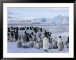 Colony Of Emperor Penguins (Aptenodytes Forsteri), Snow Hill Island, Weddell Sea, Antarctica by Thorsten Milse Limited Edition Print