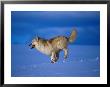 Arctic Wolf Runs In Snow, Canis Lupus Arctos by Lynn M. Stone Limited Edition Print