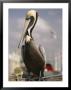 Pelican Visiting City Marina by Richard Nowitz Limited Edition Print
