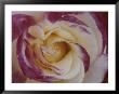 A Close View Of A Cream Colored Rose With Pink Edges by Ted Spiegel Limited Edition Print