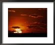 Distant Wildebeests Silhouetted Against The Setting Sun by Chris Johns Limited Edition Print