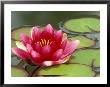Water Lily Reflected In Pond, Woodland Park Zoo, Washington, Usa by Jamie & Judy Wild Limited Edition Pricing Art Print