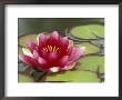 Water Lily And Pads In Woodland Park Zoo Rose Garden, Seattle, Washington, Usa by Jamie & Judy Wild Limited Edition Print