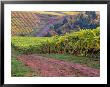 Dirt Road Along Acres Of Vines At Knutsen Vineyard In The Willamette Valley, Oregon, Usa by Janis Miglavs Limited Edition Print