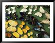 Butterfly Specimens In A Lab Of The National Biodiversity Institute by Steve Winter Limited Edition Print