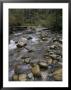 A View Of A Creek Bed In Oregon by Paul Nicklen Limited Edition Print