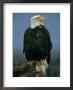 An American Bald Eagle Perched On A Dead Tree Limb by Paul Nicklen Limited Edition Pricing Art Print