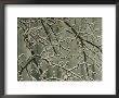 Tree Branches Encased In Ice by Sam Abell Limited Edition Print