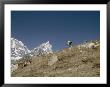 A Porter Carrying A Full Load In The Everest Region Of Nepal by Michael S. Lewis Limited Edition Print