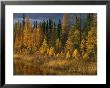 Autumn Colors Are Displayed In The Sedges And Tamarack Trees by Raymond Gehman Limited Edition Print