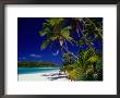 Beach With Palm Trees On Island In Aitutaki Lagoon,Aitutaki,Southern Group, Cook Islands by Dallas Stribley Limited Edition Pricing Art Print