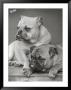 Two Unnamed Bulldogs Sit Together by Thomas Fall Limited Edition Print