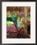 Two Blue And Gold Macaws Perched Under Thatched Roof by Lisa S. Engelbrecht Limited Edition Print
