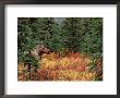 Female Moose In Denali National Park, Alaska, Usa by Dee Ann Pederson Limited Edition Pricing Art Print