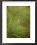 Delicate Lime Green Grasses In The Forest Understorey, Bunyip State Forest, Australia by Jason Edwards Limited Edition Print