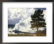 Geothermal Steam From Geyser Vent Between Eruptions, Yellowstone National Park, Usa by Tony Waltham Limited Edition Print