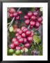 Ripe Coffee Berries, Kona Joe's Coffee Plantation, Kona, Hawaii by Ethel Davies Limited Edition Print