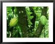Cocoa, Pods, Tobago by Alastair Shay Limited Edition Print