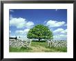 Oak Tree, With Cow & Dry Stone Wall Near Litton, Peak District National Park, Uk by Mark Hamblin Limited Edition Print