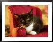 Tuxedo Kitten, Usa by Alan And Sandy Carey Limited Edition Print