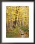 Jessup Trail And Birch In Fall Color, Acadia National Park, Maine, Usa by Darrell Gulin Limited Edition Print