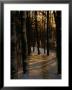 Snow-Covered Trees In Forest, Early Evening, Lithuania by Jonathan Smith Limited Edition Print