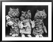 Living Kittens Dressed Up And Carrying Dolls by Harry Whittier Limited Edition Print