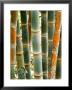 Bamboo, Doi Suthep, Thailand by Kristin Piljay Limited Edition Print