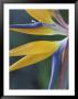Bird Of Paradise, Hana, Maui, Hawaii, Usa by John & Lisa Merrill Limited Edition Pricing Art Print