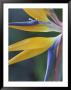 Bird Of Paradise, Hana, Maui, Hawaii, Usa by John & Lisa Merrill Limited Edition Print