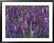 Lupines Growing Alongside Minnesotas U.S. Route 61 by Annie Griffiths Belt Limited Edition Print