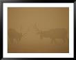 Two Bull Elk Battle Amidst The Smoke Of The Yellowstone National Park Fire Of 1988 by Michael S. Quinton Limited Edition Print