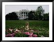 An Eastern Gray Squirrel Eating On The White House Lawn by Chris Johns Limited Edition Print