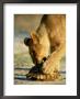 A One-Year-Old Lion Cub Investigates A Leopard Tortoise by Beverly Joubert Limited Edition Print