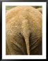 Closeup Of The Rear Ened Of An African Elephant by Tim Laman Limited Edition Print