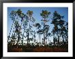 View At Sunset Of Towering Pine Trees In Everglades National Park by Raul Touzon Limited Edition Print