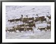Caribou Herd Running On Winter Tundra, Alaska by Michael Melford Limited Edition Pricing Art Print