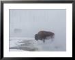 American Bison Graze In A Cloud Of Fog Caused By Melting Snow by Norbert Rosing Limited Edition Print